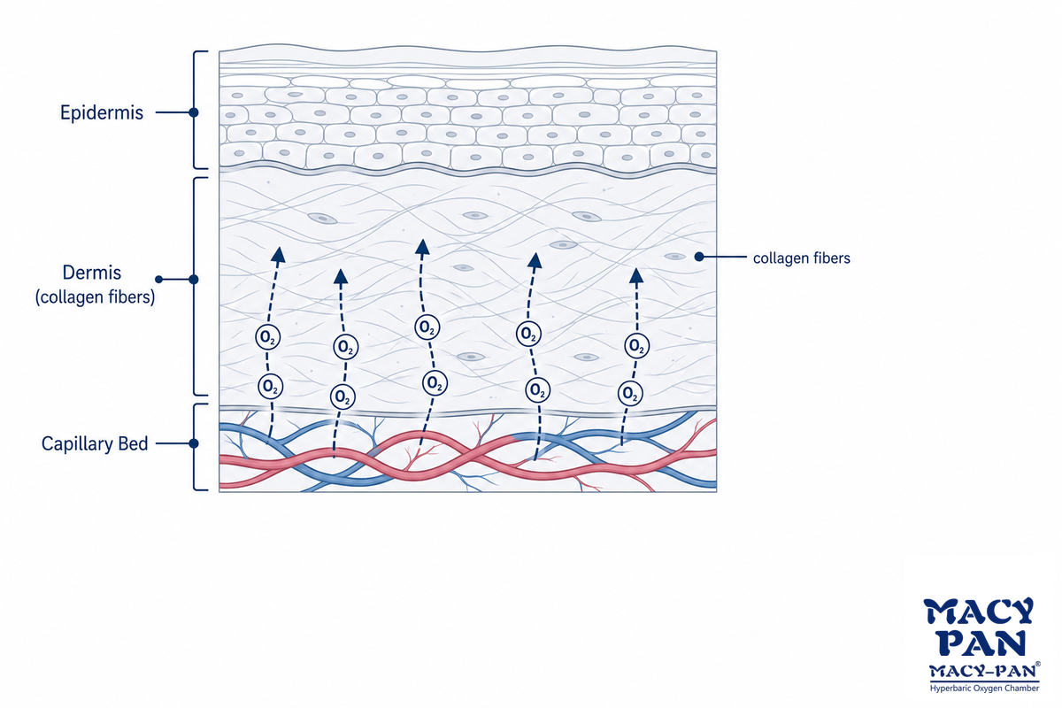 What Changes in Skin Specifically: Collagen, Wrinkles, and Photoaging — MACY-PAN